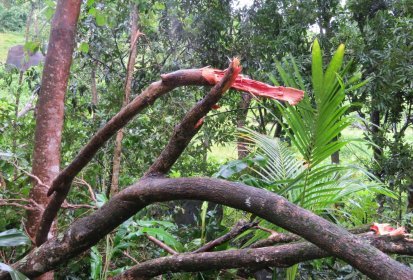 De nombreux arbres sont comme déchirés