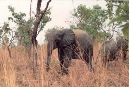 Rencontre avec les éléphants de Nazinga ..