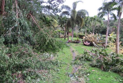 La forêt est tombée sur le jardin