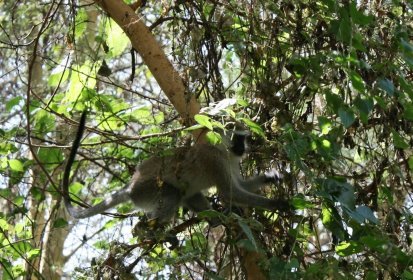 Les singes verts dans le camp !