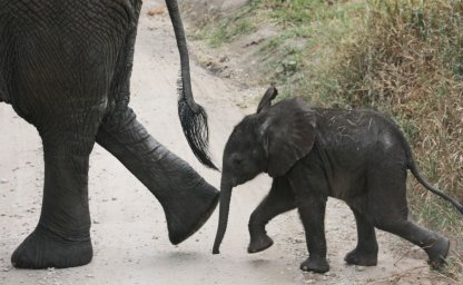 La vie des animaux ...