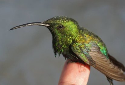 Un voyou au coeur tendre ...