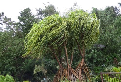 Le vent souffle encore, le pandanus a résisté