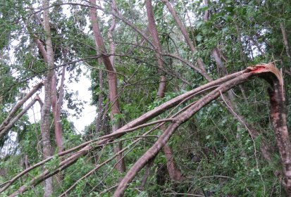 Un enchevêtrement de branches à tronçonner